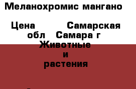 Меланохромис мангано › Цена ­ 500 - Самарская обл., Самара г. Животные и растения » Аквариумистика   